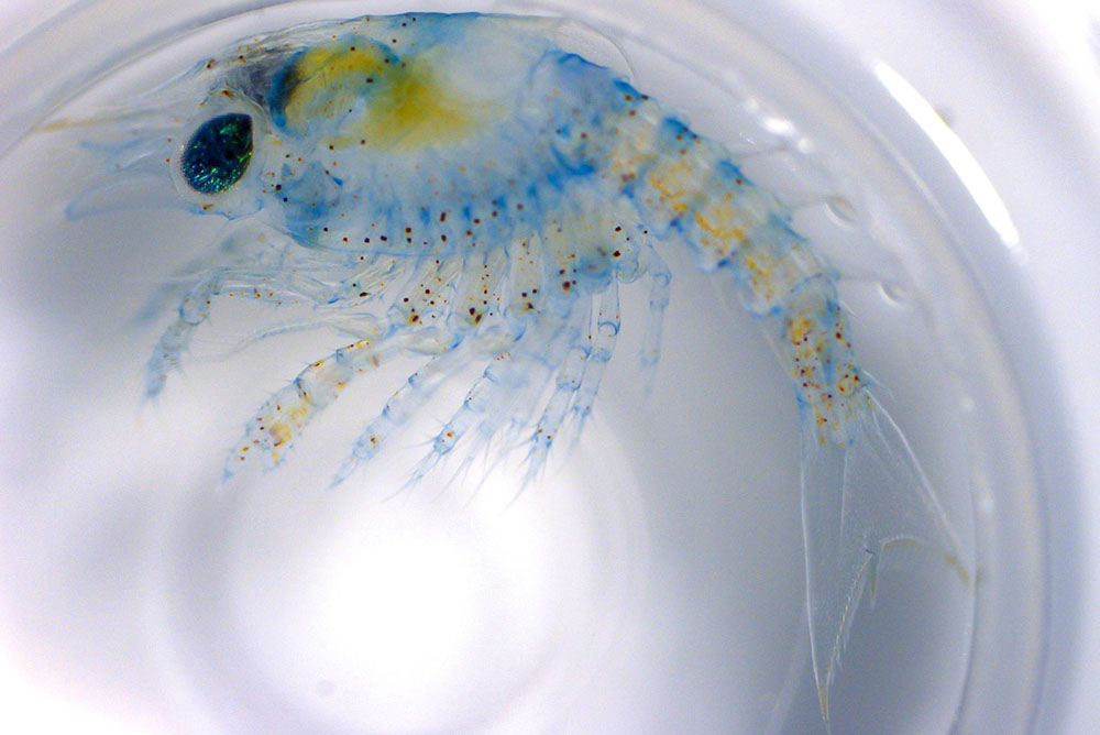Lobster larvae under a microscope.