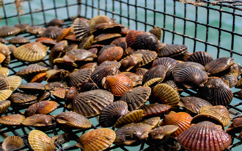 Matt LaGanke (left) plans to utilize his Ph.D. and sub-concentration in shellfish aquaculture to strengthen the connection between academic research and aquaculture farm practices.
