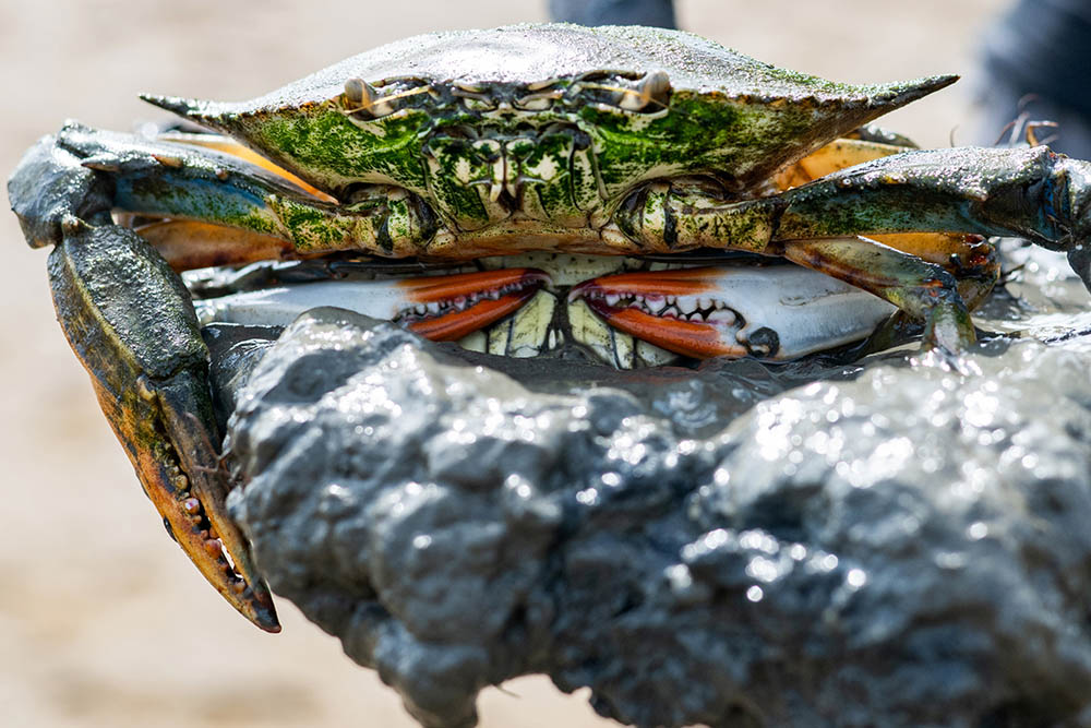 Pair of blue crabs mating