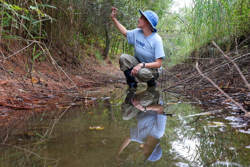 Scientist Chelsea Clifford explores a ditch near Woodville Park in Gloucester, VA.