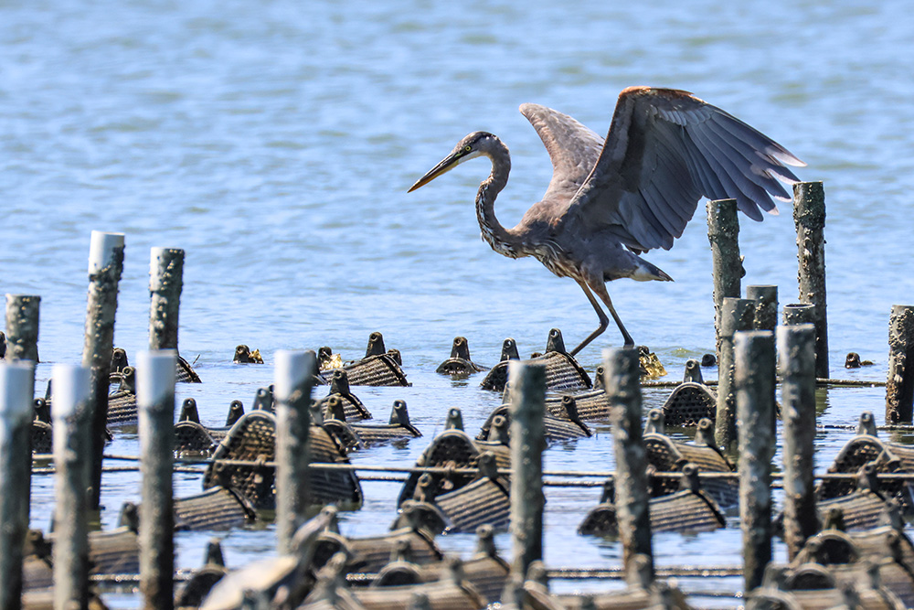 Heron at VIMS Research Farm