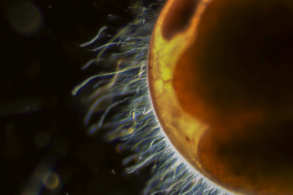 Close up image of the surface of a lobster egg.