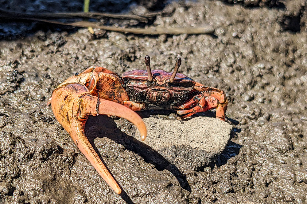 A mangrove fiddler crab in St. Mary’s, Georgia. Photo by David S. Johnson.