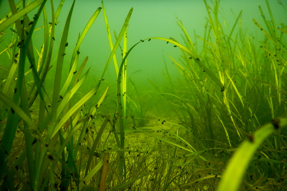 Underwater shot of submerged aquatic vegetation