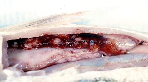Internal Lesions