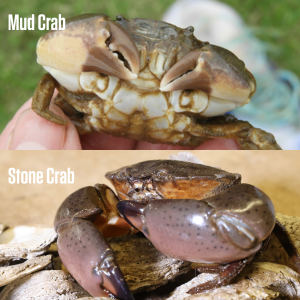 Mud Crab VS Stone Crab