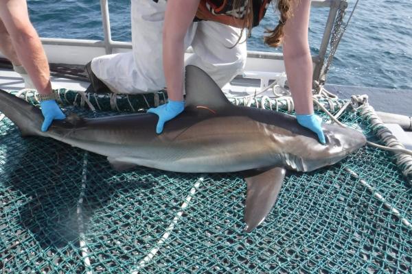Dusky Shark
