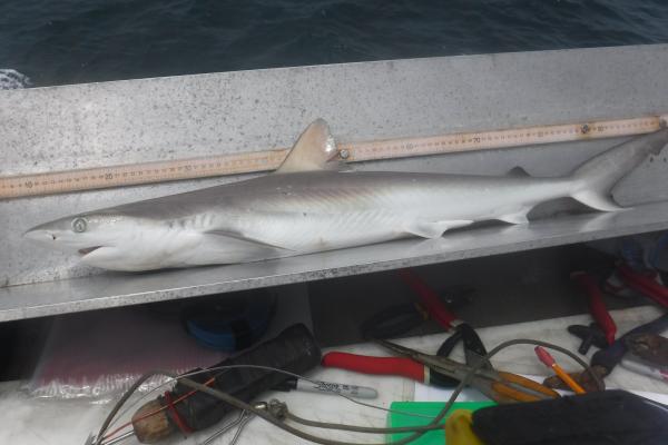 Atlantic Sharpnose