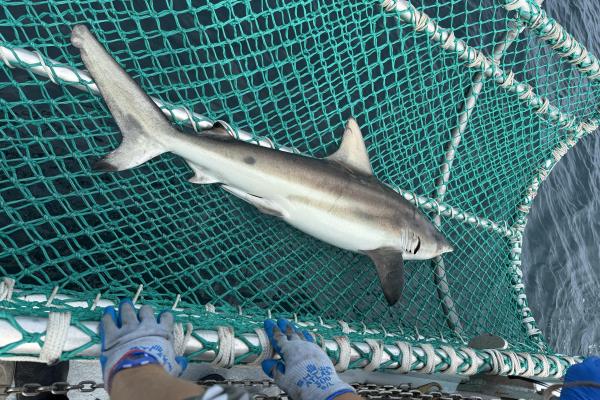 Blacktip shark