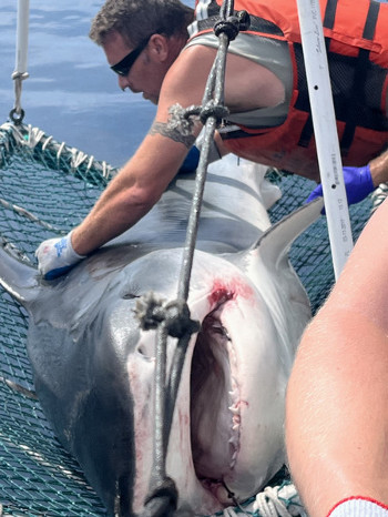 The largest shark ever tagged by VIMS team, a 13-foot Tiger shark, lays on the boat gurney as team member takes measurements 