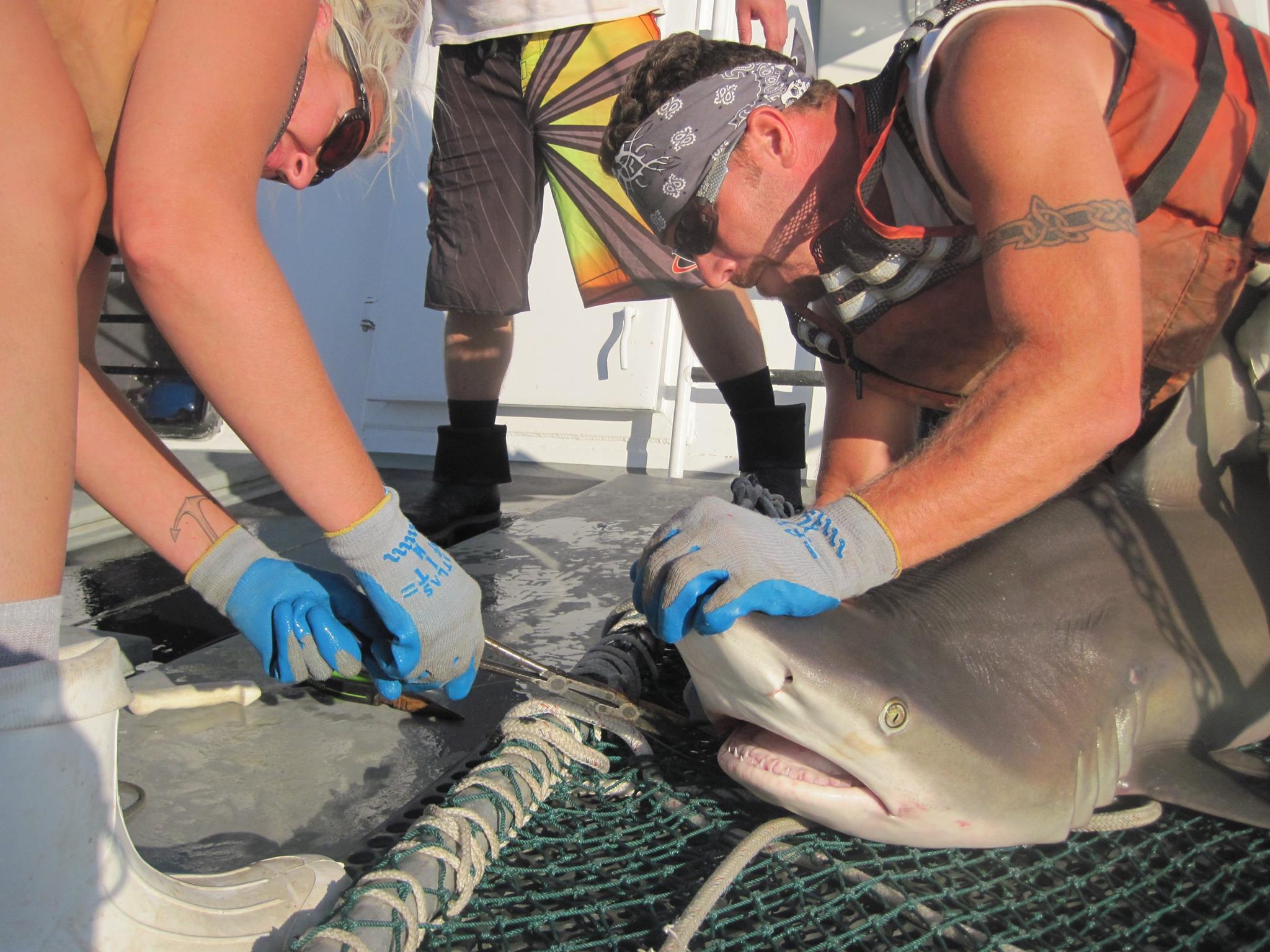 VIMS shark survey team removes hook on a Sandbar shark before releasing it.