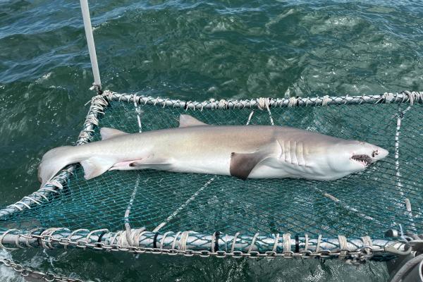 Sand Tiger Shark