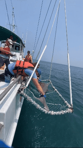 VIMS Shark survey team measures a Sandbar shark and then tags it. Click to watch full video. Recorded by Lydia Jenner.