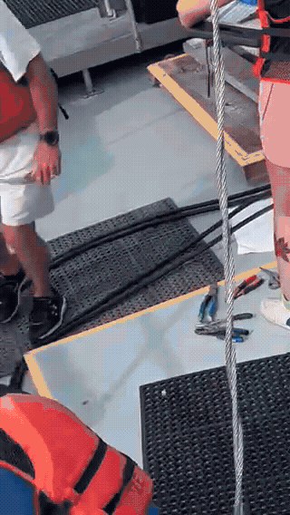 A Tiger shark, largest ever tagged at 13 feet, moves on gurney during VIMS Longline Survey. Click to watch full video. Recorded by Bubba Hogge.