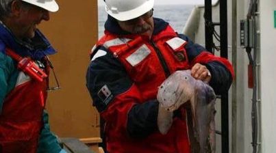 Dumbo Octopod