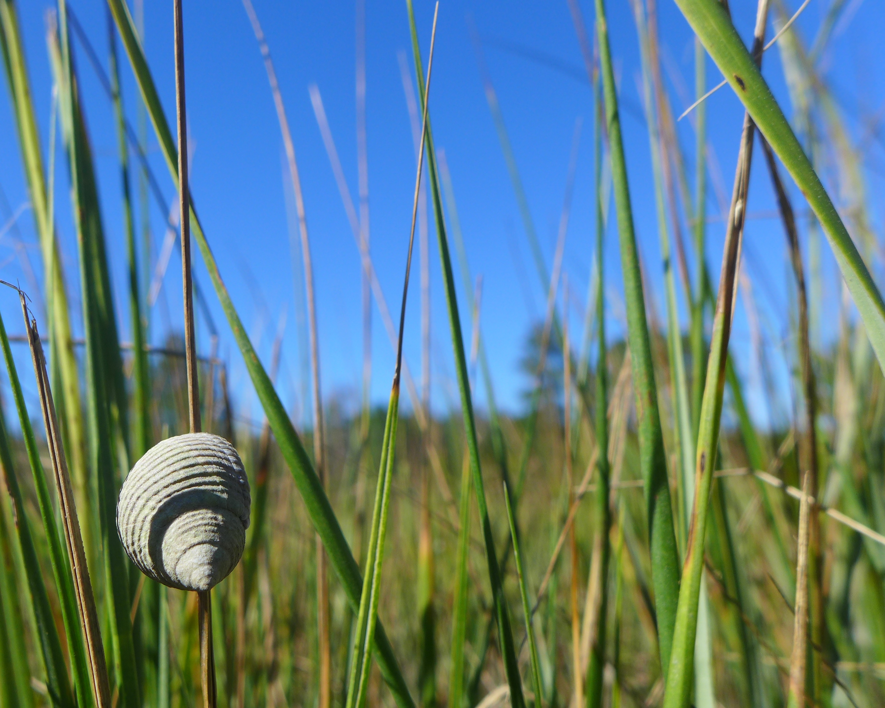 Periwinkle, littoraria irrorata.  Credit: D. Johnson