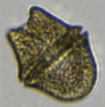 Akashiwo sanguinea