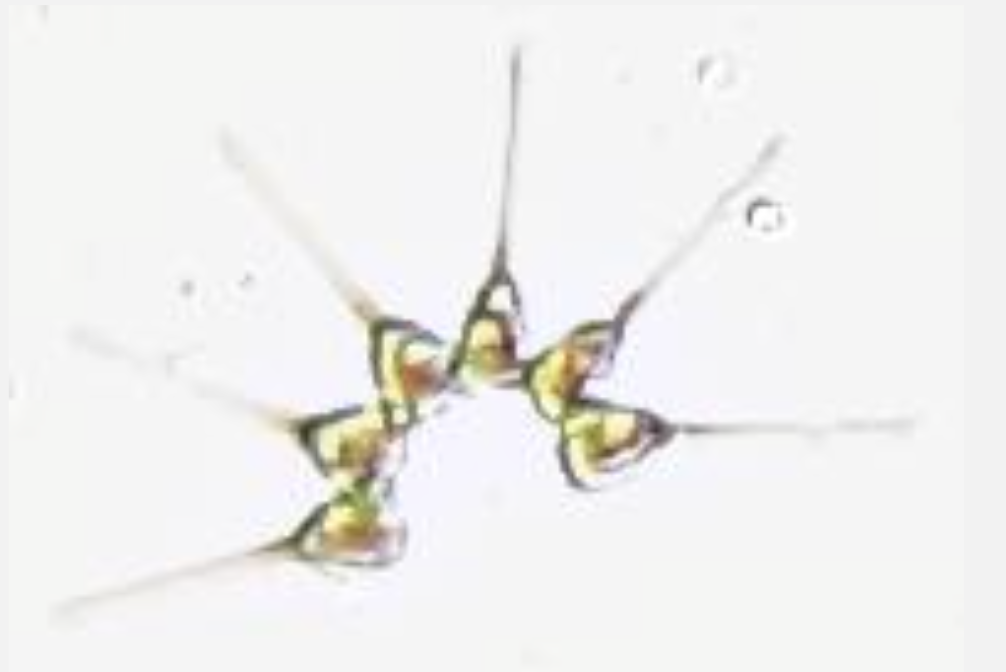 Asterionellopsis