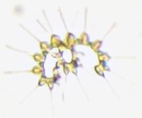 Asterionellopsis