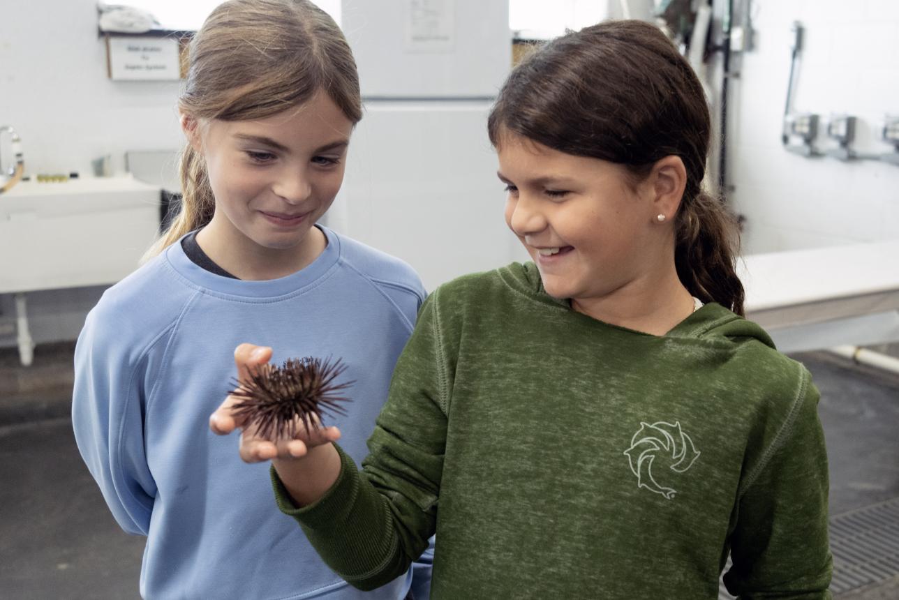 Elementary school students observe a sea urchin.