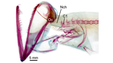 Barbeled dragonfishes