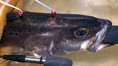 An anasthetized and paralyzed spotted seatrout 
