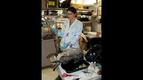 Giant Petrel