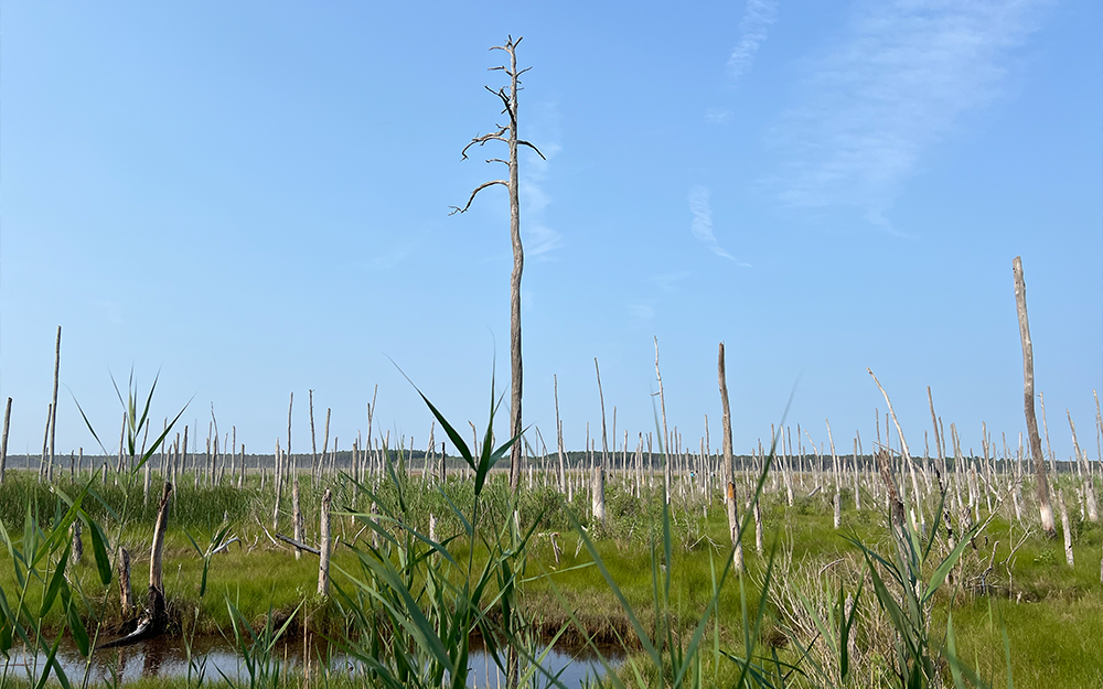 Kirwan measures the ongoing impact of sea level rise and the extent to which salt marshes migrate into dying forests. Photo provided by Matt Kirwan.