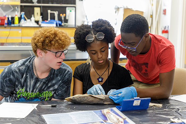 High school students dissect a dogfish