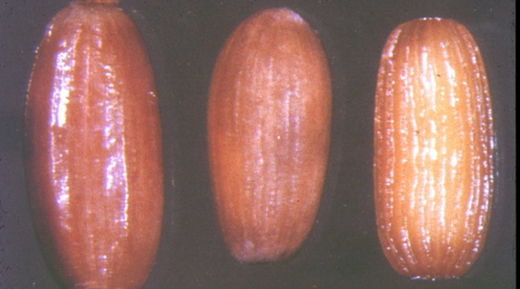 Broadcasting Seed