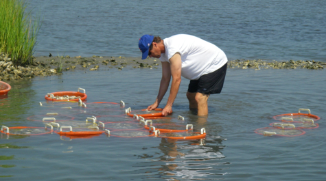 Healthy oysters