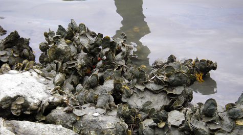 Reconstructed reefs