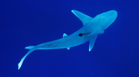 VIMS Shark Survey