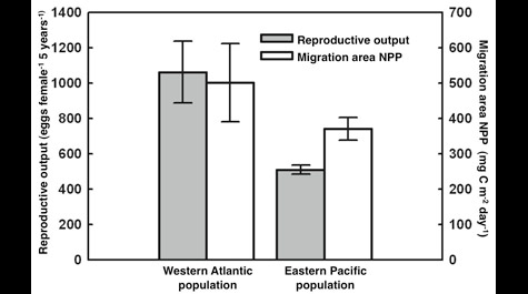 The reproductive output of western Atlantic leatherbacks is nearly twice that of eastern Pacific turtles