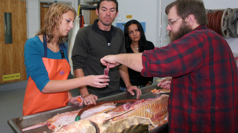 Sturgeon Dissection