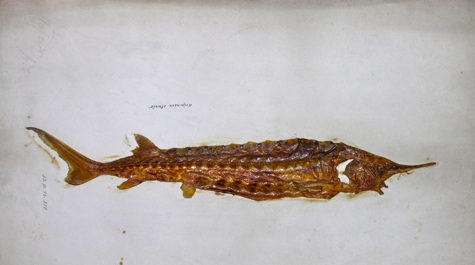 Type Specimen