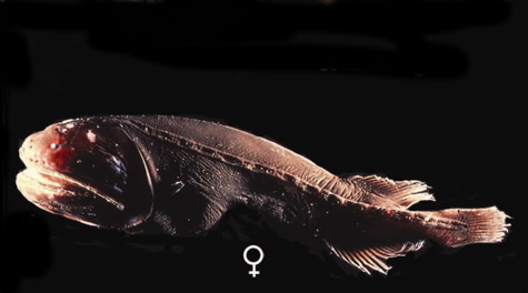 Two post-larval whalefishes