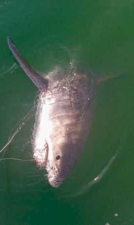 VIMS scientists estimate the larger of the pair of great white sharks was 12-13 feet long. A shark that size likely weighs around 1,300 pounds. © K. O'Brien/VIMS.