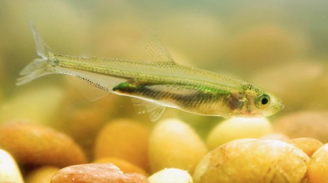 Delta Smelt