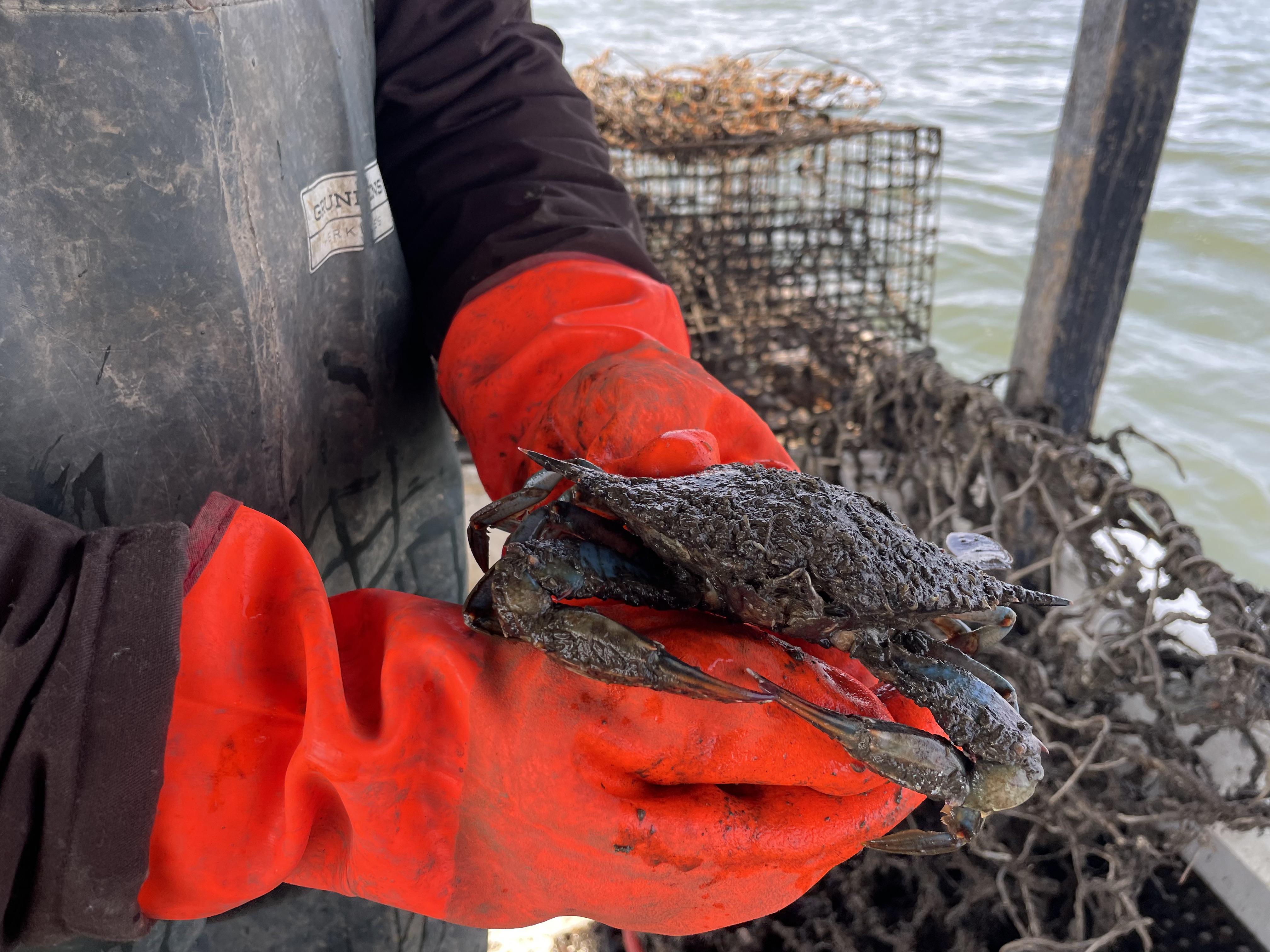 A muddy blue crab is pulled from a ghost trap. Photo by Jordan Salafie.