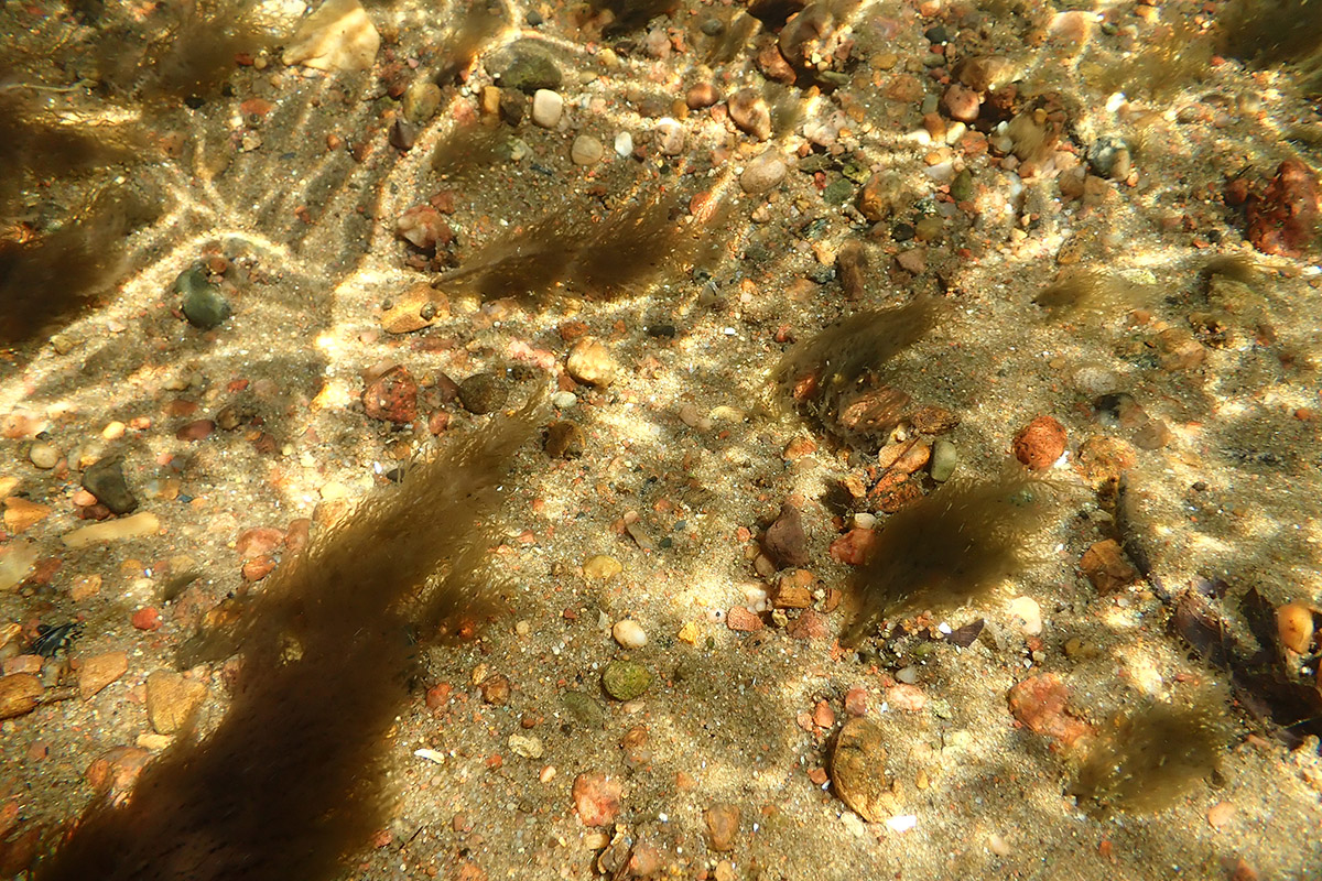 Sheathia grandis, a freshwater red macroalga sampled in a stream in Wisconsin. Photo by SA Krueger-Hadfield