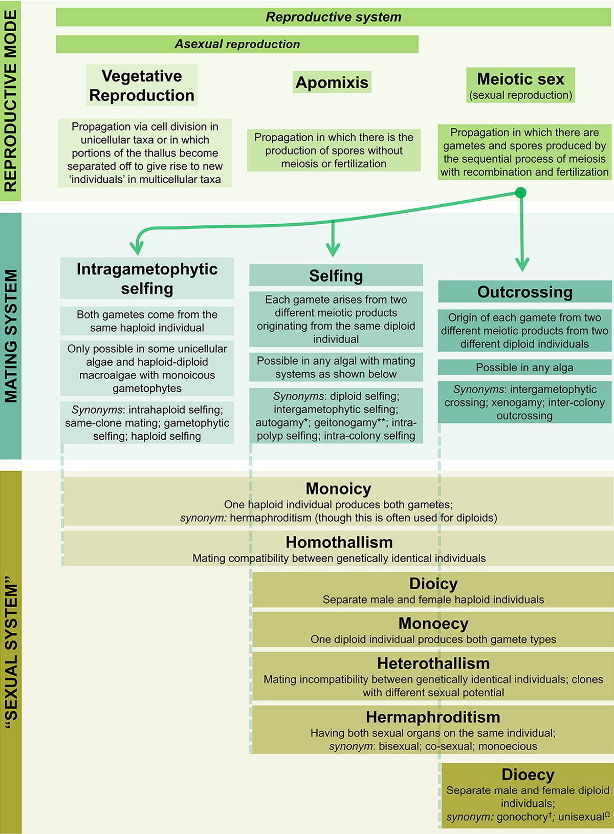 A diagram detailing different algal reproductive systems from Krueger-Hadfield’s perspective paper. She included synonyms for many of the terms in an effort to avoid confusion and limit jargon. DOI: 10.1111/jpy.13462