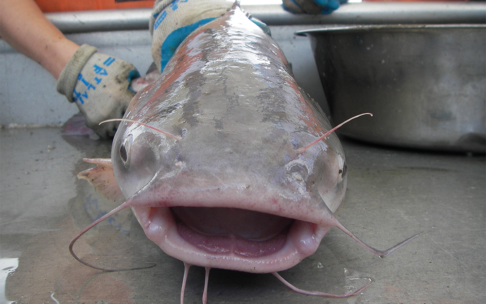 ${_EscapeTool.xml($image_alt_text)}