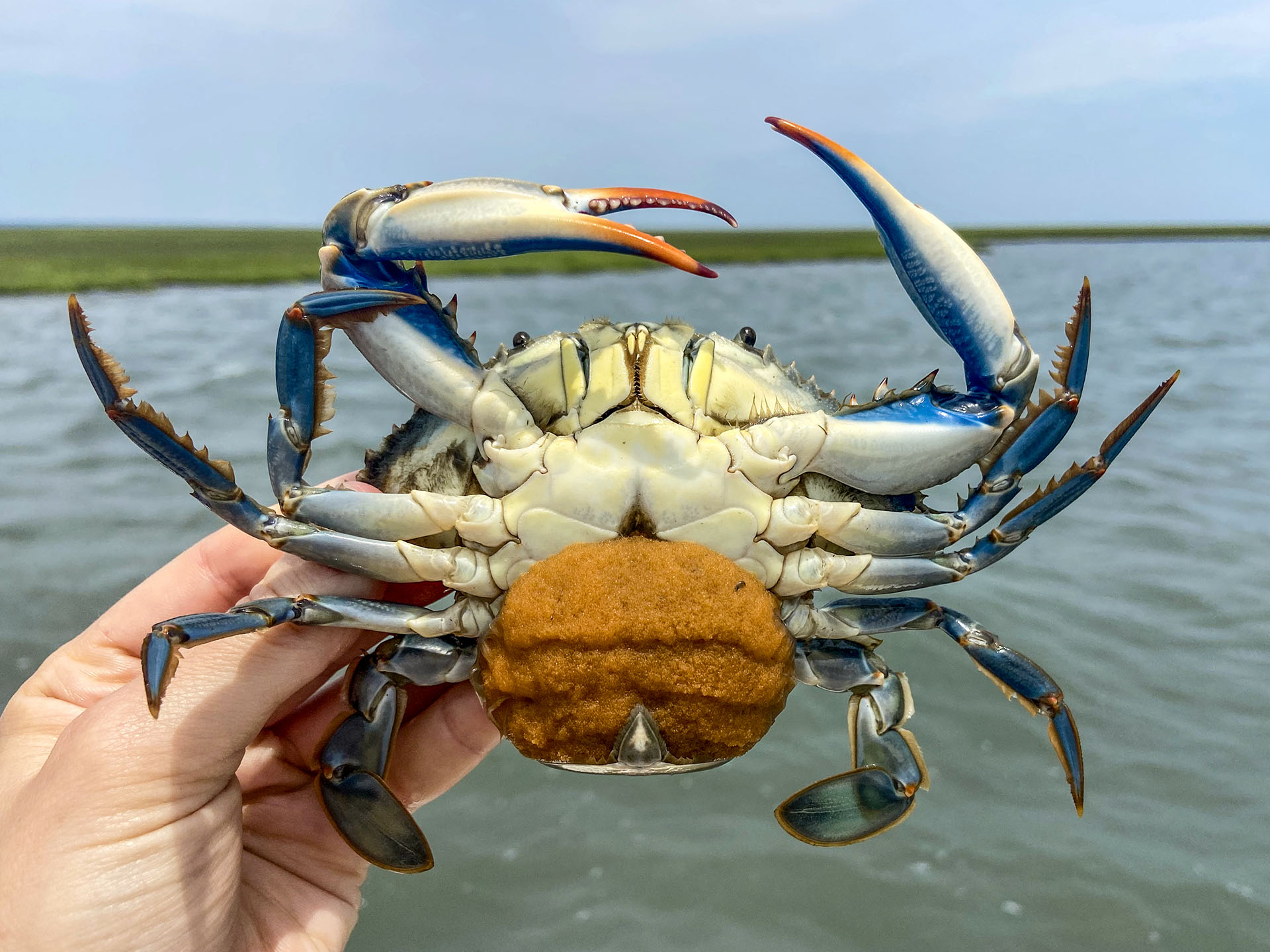 An egg-bearing blue crab found near Oyster, VA. Scientists believe the presence of an egg-eating parasitic worm may aid in the management of the fishery by revealing the number of times a crab has spawned. Photo by Alex Schneider