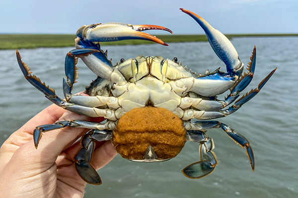 egg-bearing-crab-thumbnail