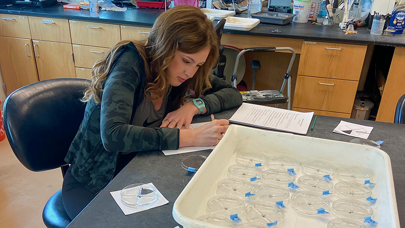 Lead author Alex Pomroy records the responsiveness of the worms after they are exposed to varying salinity levels. Photo provided by Alex Pomroy
