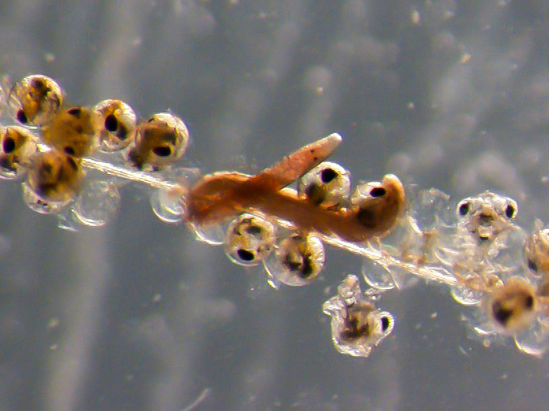 A close up of Carcinonemertes carcinophila feeding on crab eggs. Photo provided by Jeffrey Shields 
