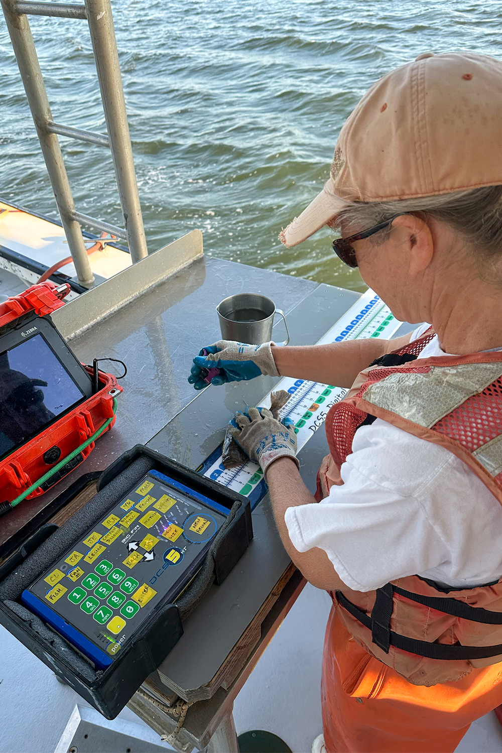 After sorting, fish are quickly measured and returned to the water. Photo by Ethan Smith.