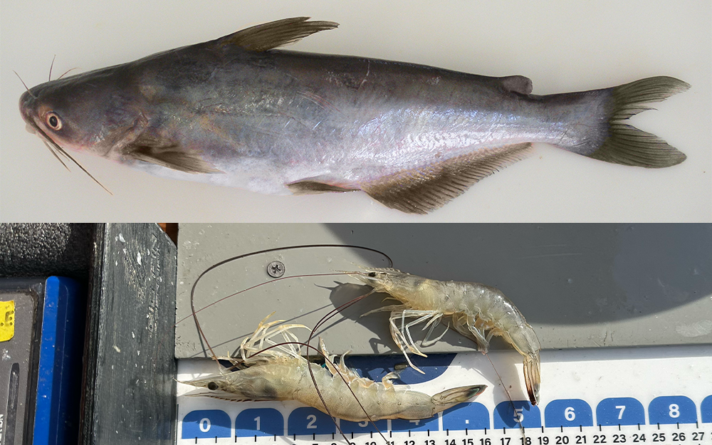 Blue catfish and white shrimp are both relative newcomers to the Chesapeake Bay. Blue catfish photo provided by Mary Fabrizio. White shrimp photo by Ethan Smith.