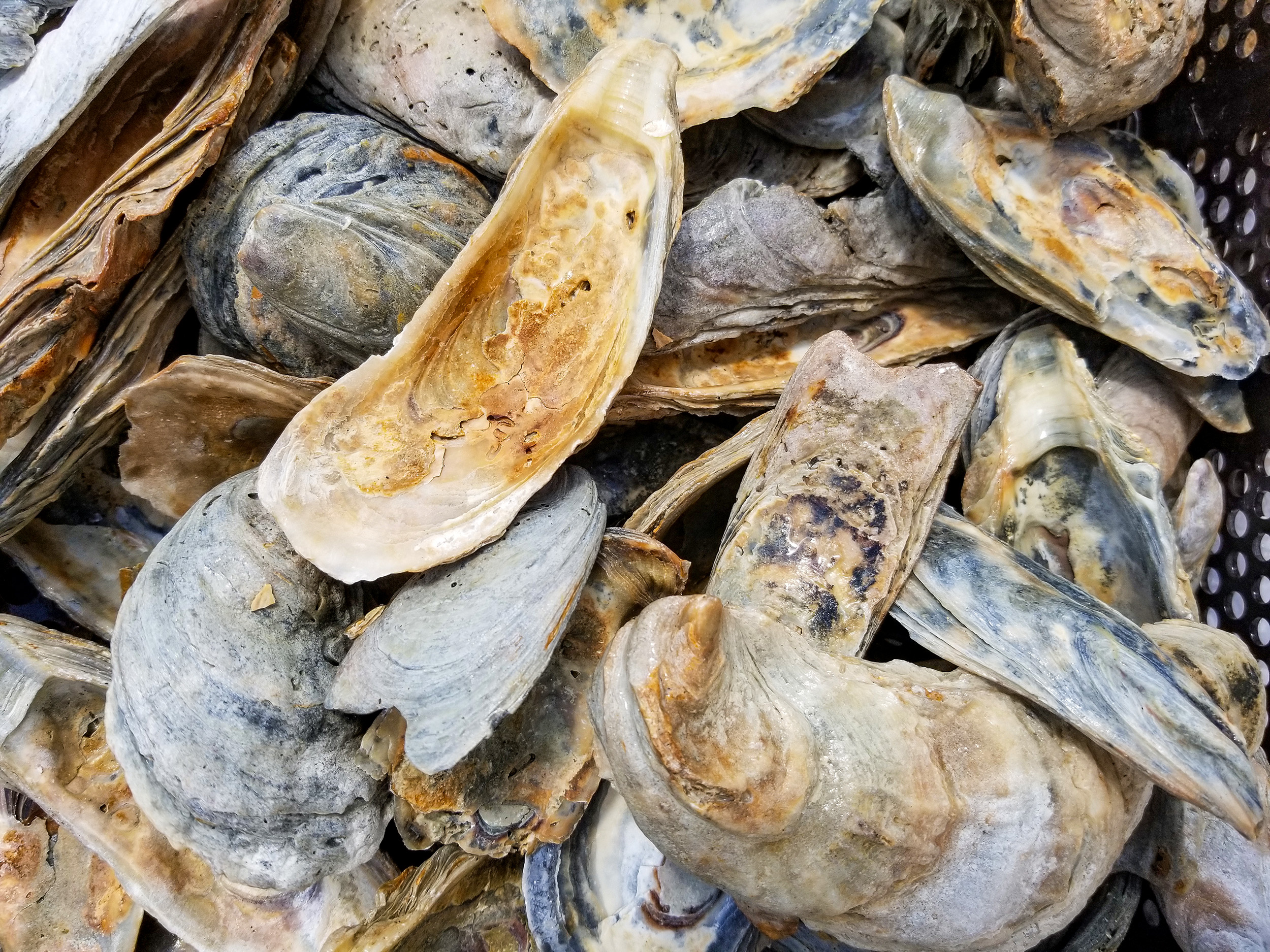 Spreading oyster shells on top of existing reefs provides new habitat on which juvenile oysters attach and helps maintain the reef’s structure after commercial harvests. Photo by Alexandria Marquardt. 